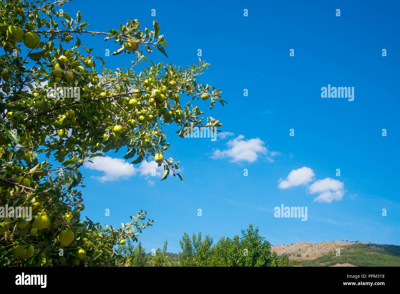 Branche de pommier rempli de pommes. Banque D'Images