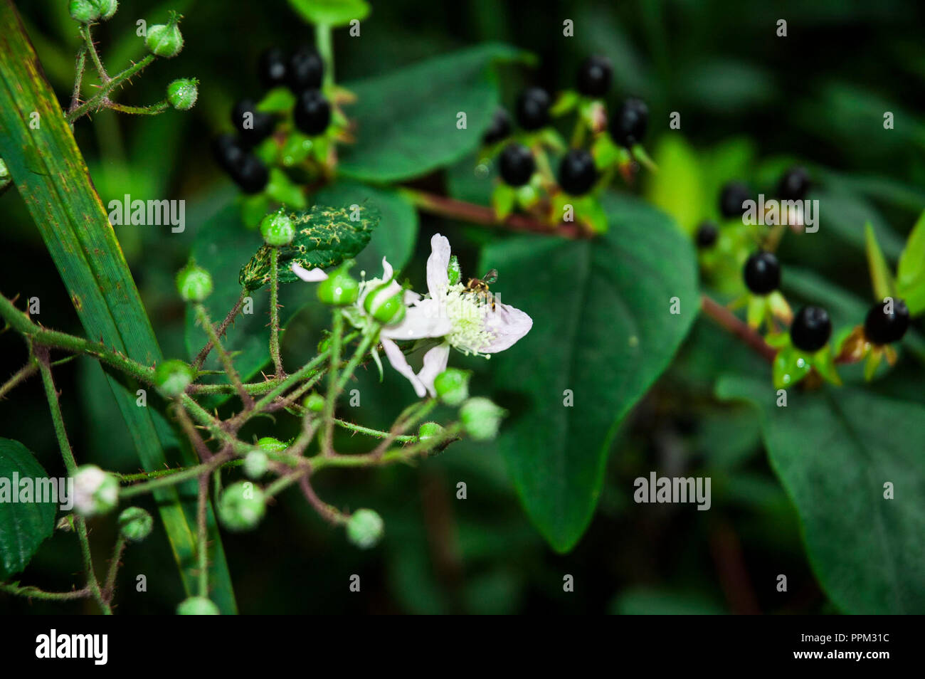 Insecte sur une fleur Banque D'Images