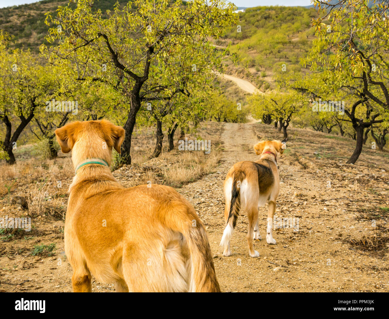 Les chiens d'alerte sur un chemin de terre qui traverse l'amandier grove, colline de l'Axarquia, Andalousie, Espagne Banque D'Images