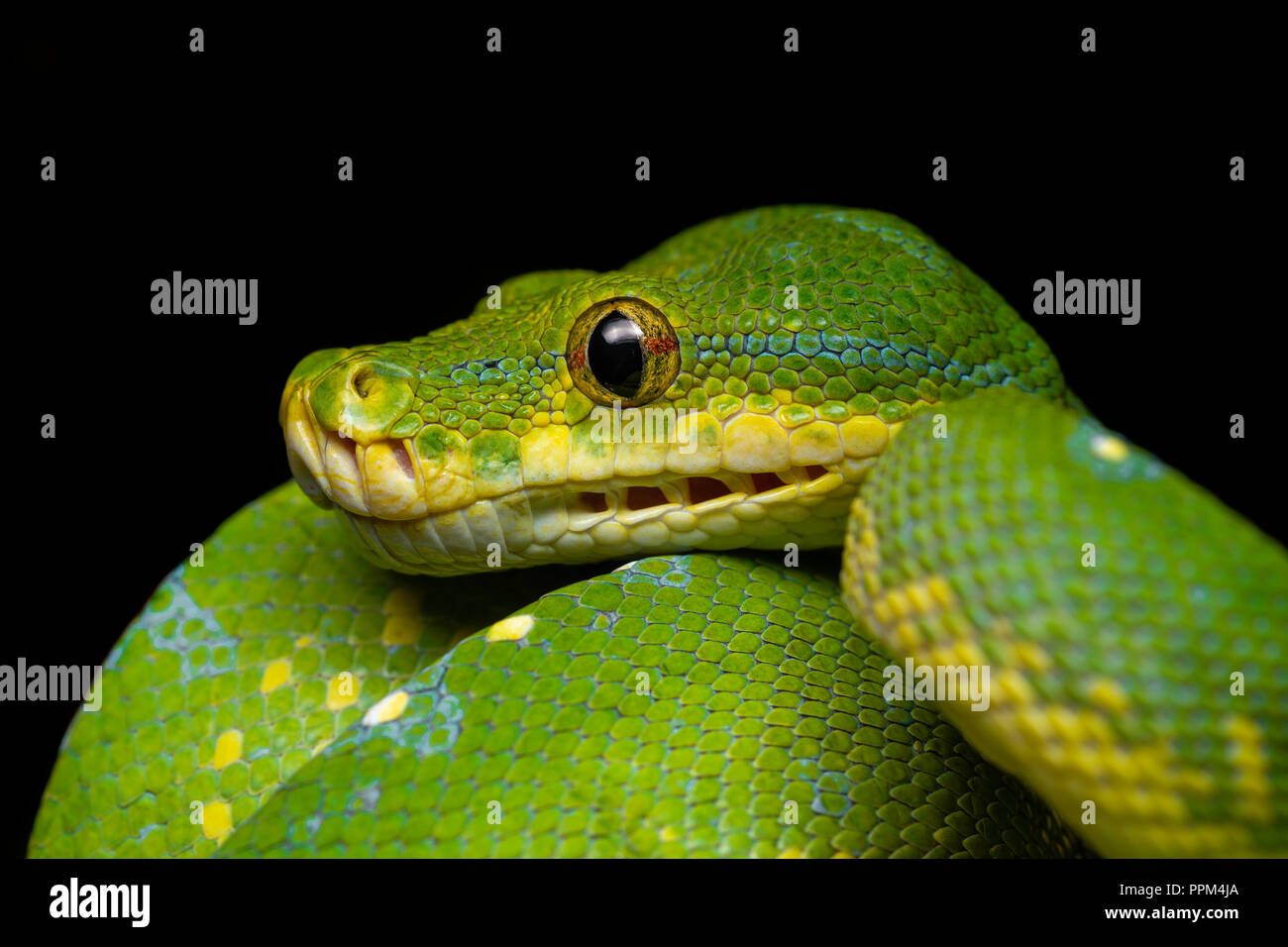 Morelia viridis / Green Tree python Banque D'Images
