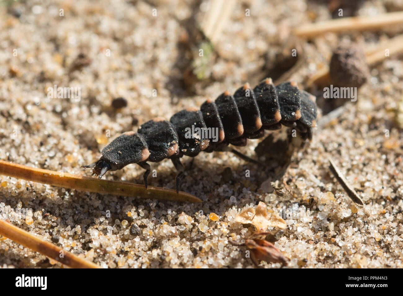 Larva de ver phosphorescent (Lampyris noctiluca), stade final, Surrey, Royaume-Uni Banque D'Images