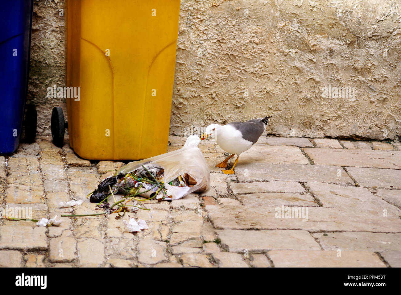 Mouette ordures. L'oiseau, Mouette à la recherche de nourriture dans un sac  en plastique et les déchets, les salves à ordures sur la rue. Dépotoir des  mouettes Photo Stock - Alamy