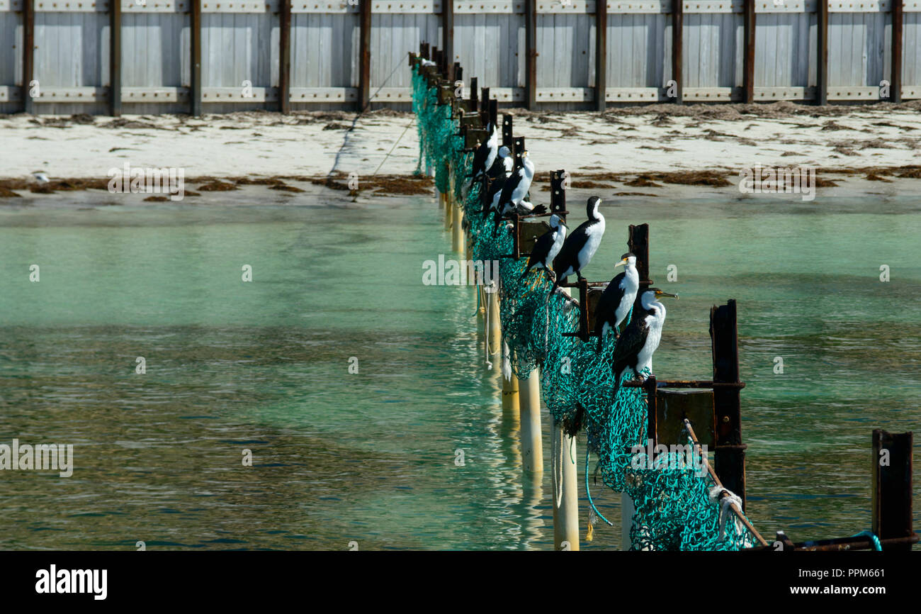 Colonie de grand cormoran assis dans une rangée sur les filets de pêche, de l'Australie-Occidentale, Australie Banque D'Images