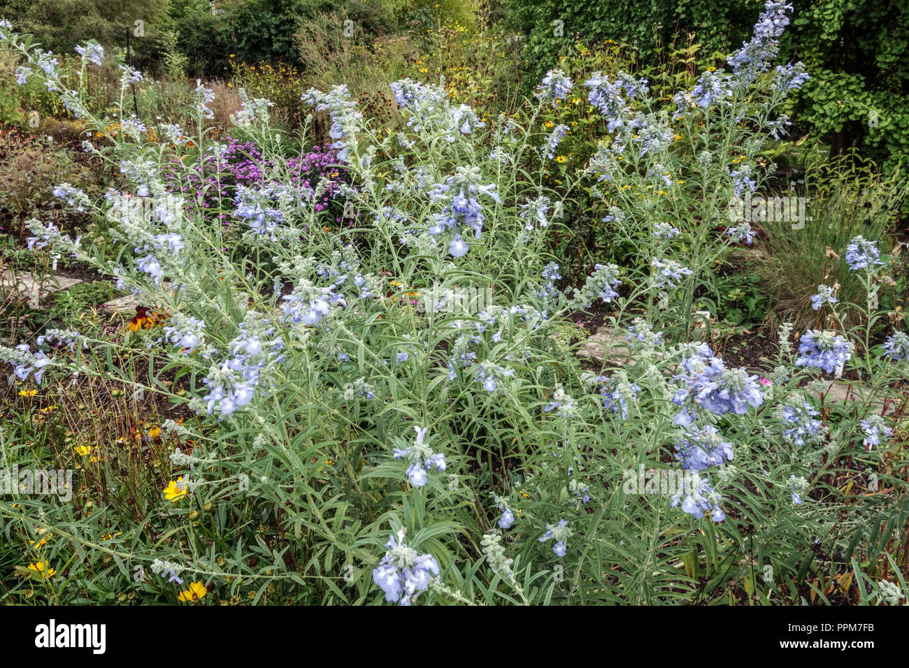 La sauge, Salvia azurea Blue Banque D'Images