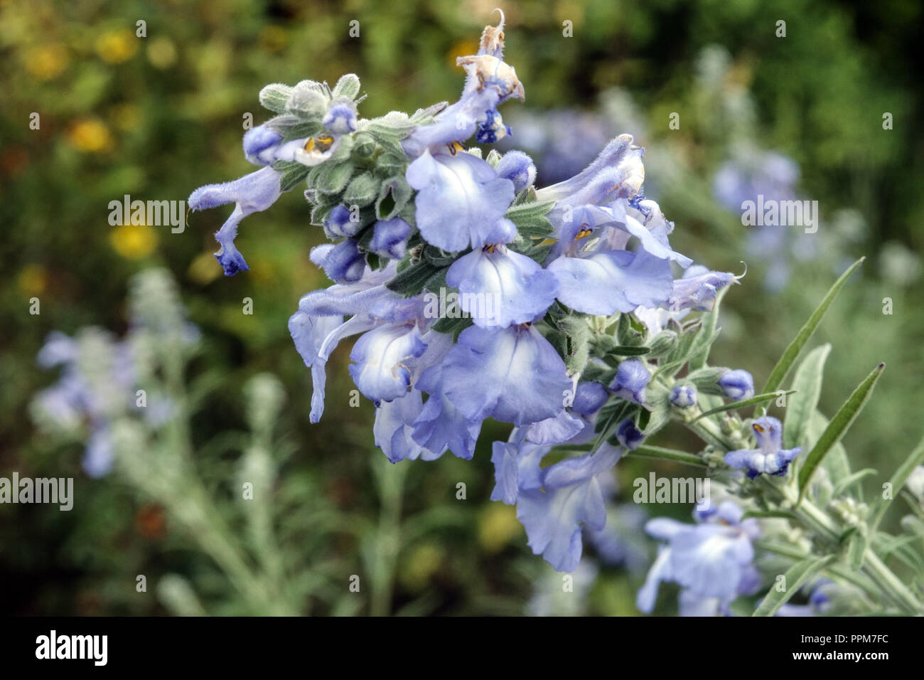 La sauge, Salvia azurea Blue Banque D'Images