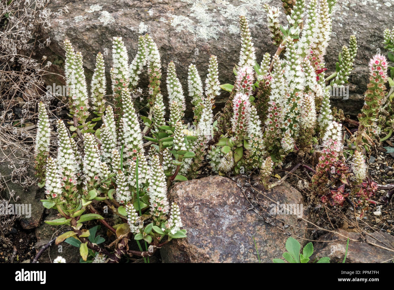 Orostachys maximowiczii succulents, plante, jardin, fleurs, jardin de Rockery, Alpinum, fleur Banque D'Images