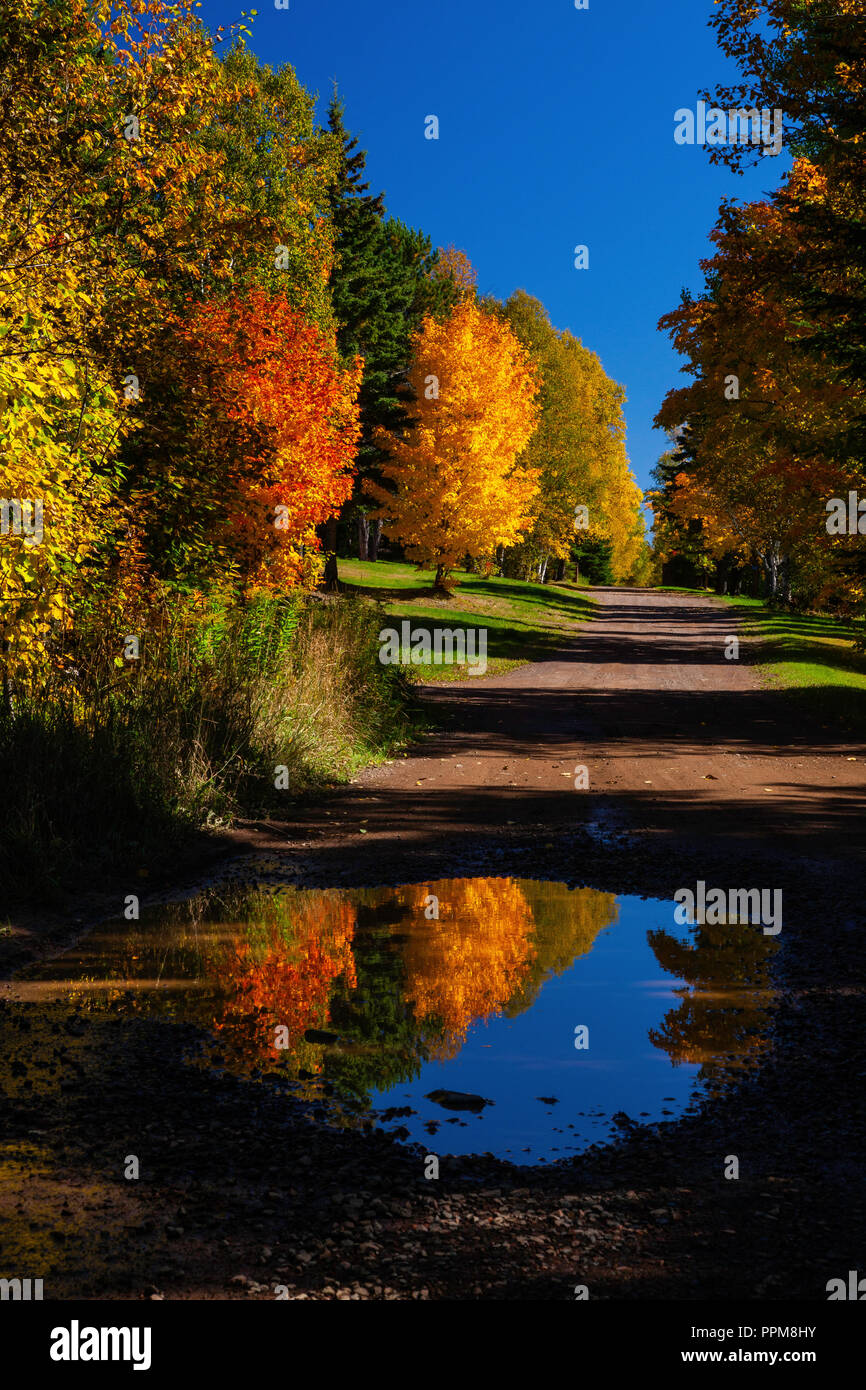 Feuillage automne coloré reflété dans une flaque d'eau dans la route, Maple Hill, Minnesota Banque D'Images