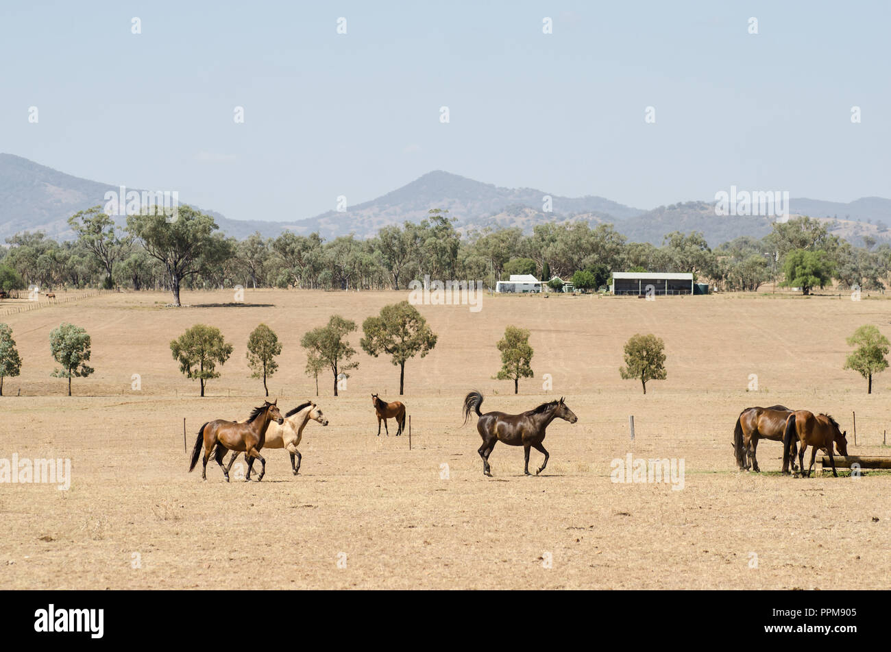Chevaux sur une ferme australienne trotting pour un verre, affectée par la sécheresse dans le nord de paddocks, NSW Australie. Banque D'Images