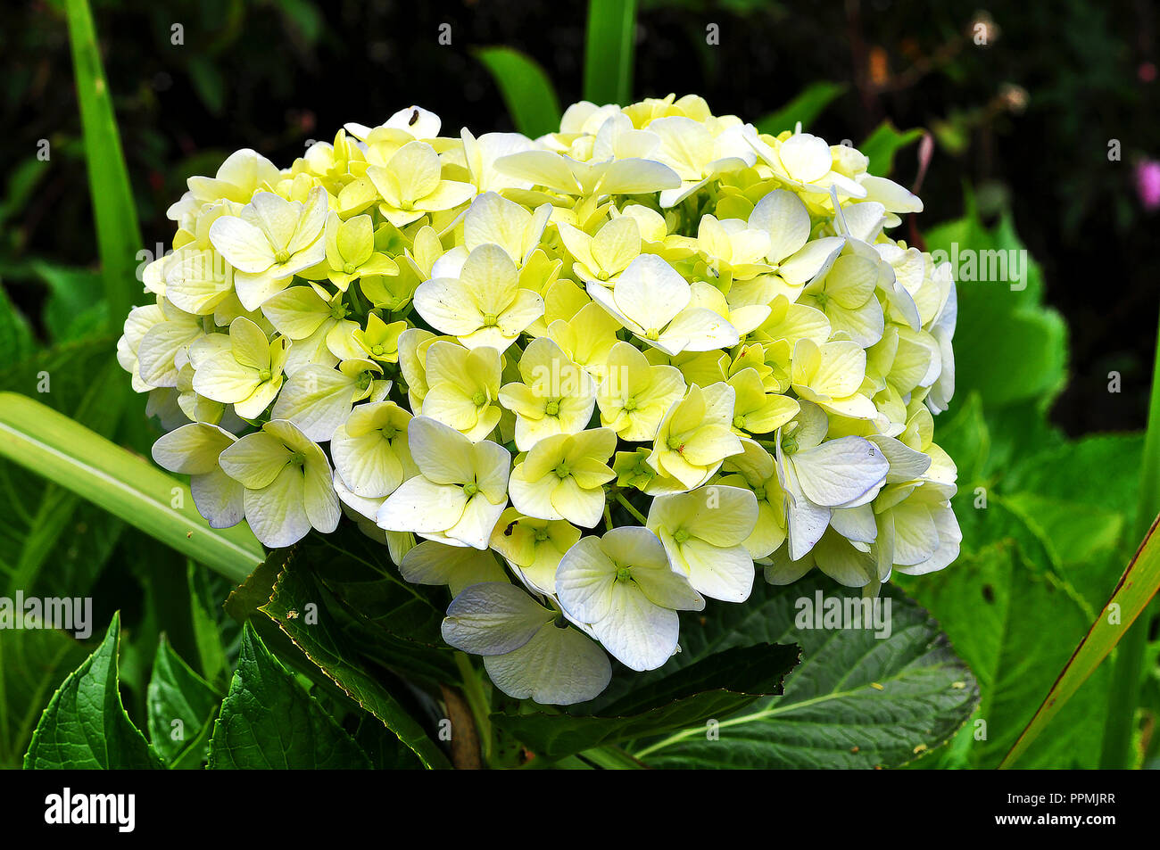 L'Hydrangea Flowers Banque D'Images