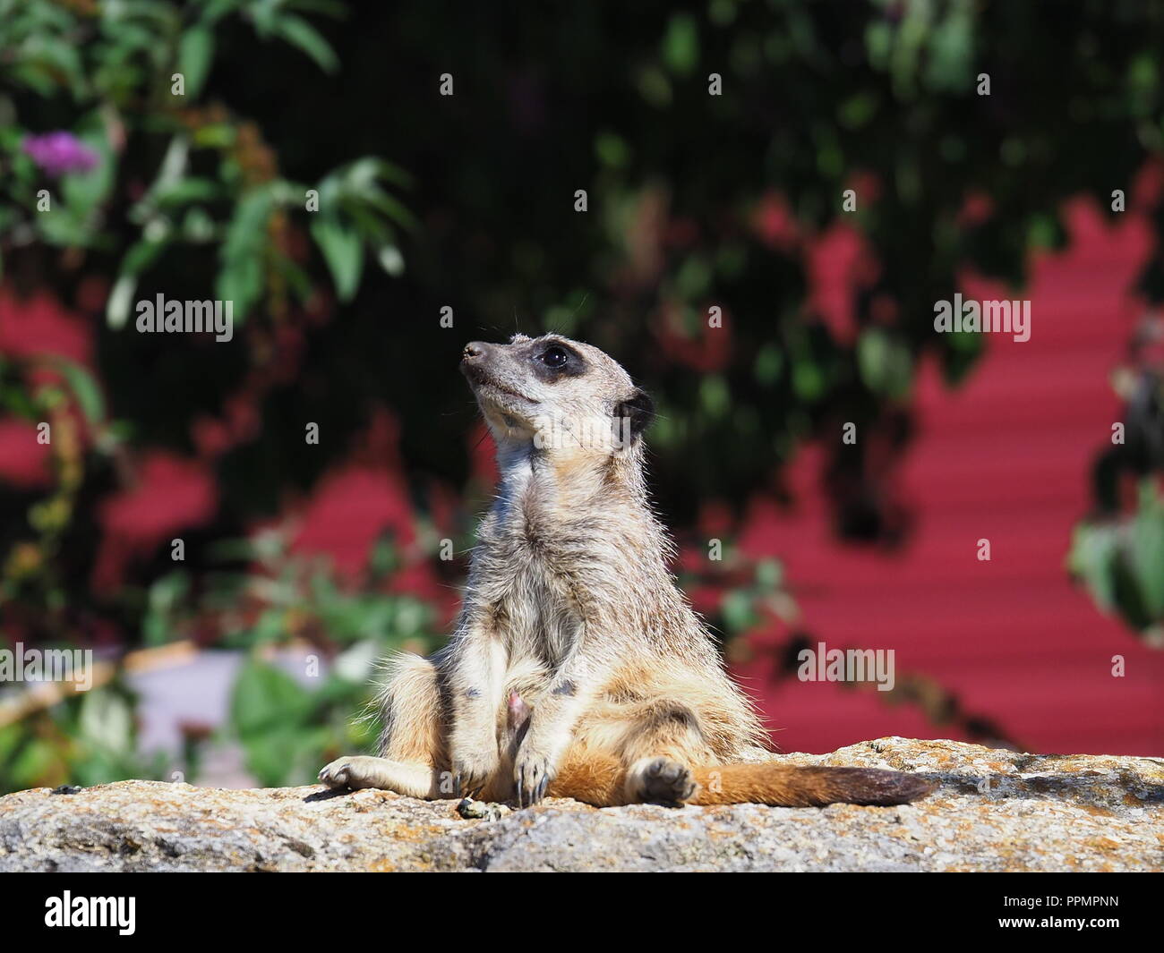 Un Meerkat (Suricata suricatta) en captivité au parc et zoo de Marwell dans le Hampshire, Angleterre Banque D'Images