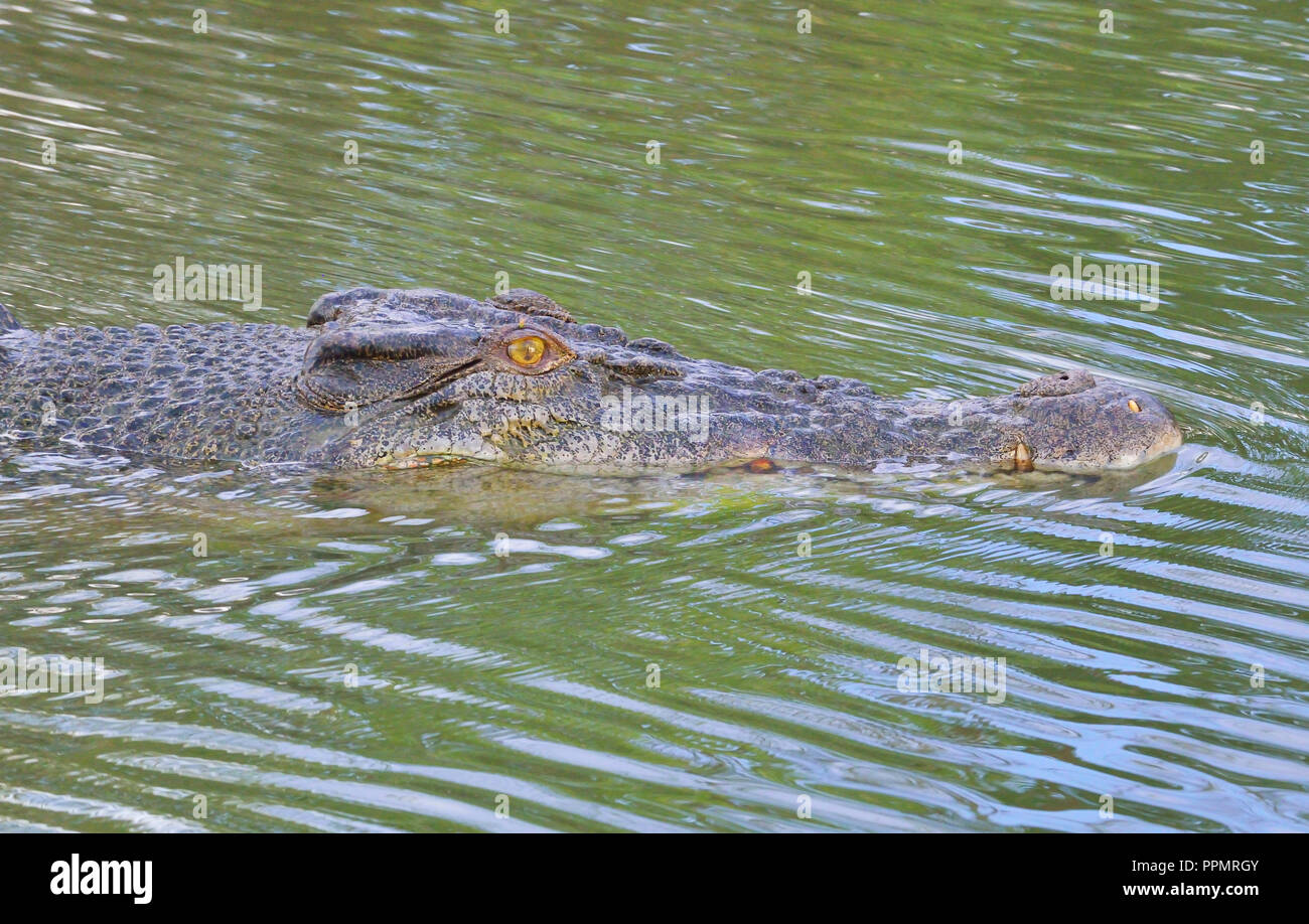 Crocodile swimming in East Alligator River, Kakadu, extrémité supérieure, le Territoire du Nord, Australie Banque D'Images