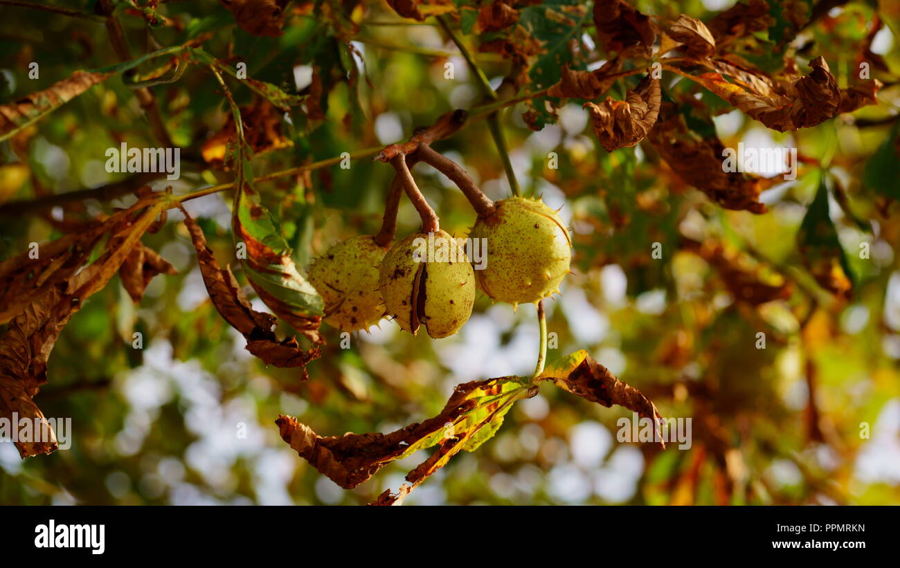 Branche d'un marronnier d'arbre en automne. La décoloration des feuilles d'automne ensoleillée. Banque D'Images