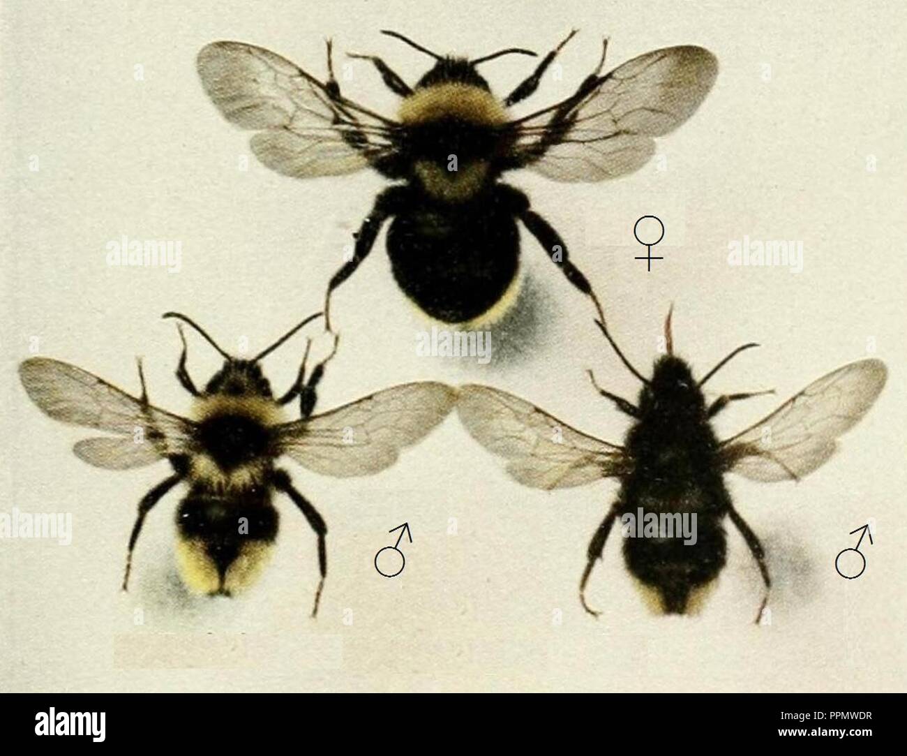 Bombus (Psithyrus) campestris. Banque D'Images