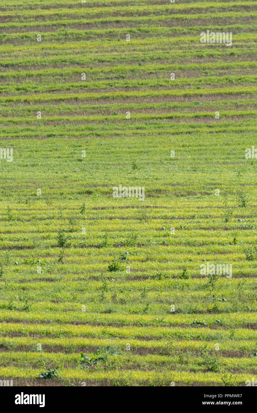 Culture post-campagne (UK) - plusieurs semaines après la récolte de l'orge et les mauvaises herbes et les graminées. Banque D'Images