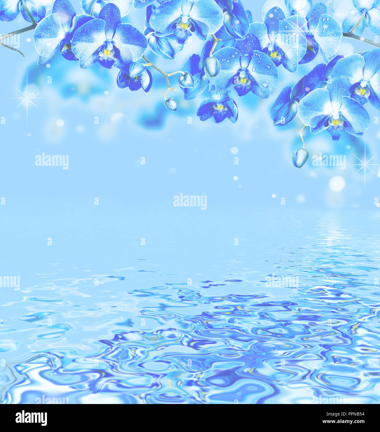 Branches de fleurs orchidées bleu sur un fond bleu avec la réflexion dans une surface de l'eau close-up. Image fleurs élégantes incroyable Banque D'Images