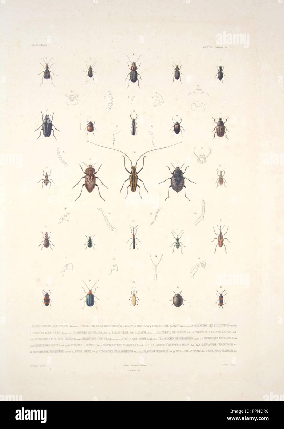 Bonite-insectes-pl02. Banque D'Images