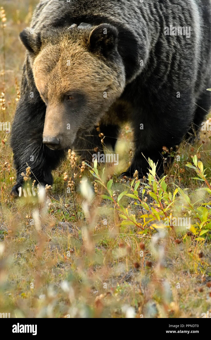 Une image verticale d'un adulte wild grizzly (Ursus arctos) '' ; entrer dans le haut du cadre, laissant la place pour copyspace . Banque D'Images