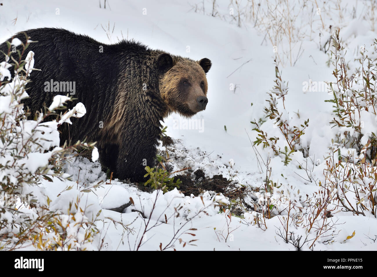 Un grizzli adulte, Ursus arctos, qui a été assemblé dans le cadre d'un programme d'étude de la faune, creuse des racines le long d'une colline enneigée Banque D'Images