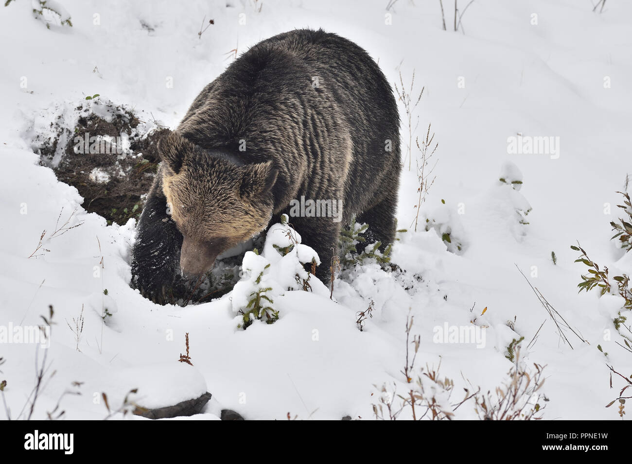 Une vue de face d'un ours grizzli adulte, Ursus arctos, qui a été placé à collier dans le cadre d'un programme d'étude de la faune, est trouvée creusant des racines dans la neige Banque D'Images