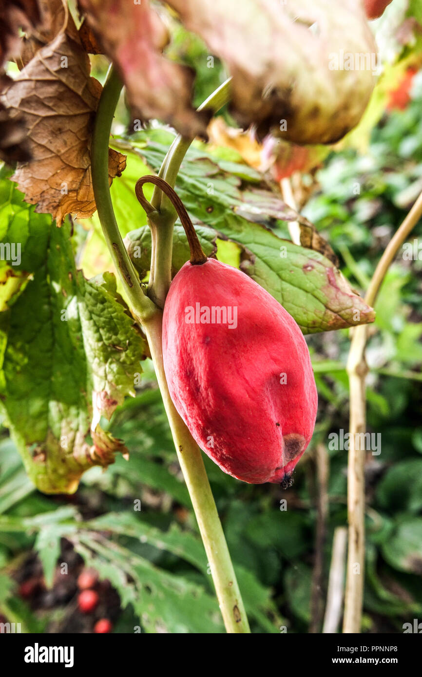 Podophyllum hexandrum, Apple peut l'Himalaya, fruits rouges Banque D'Images