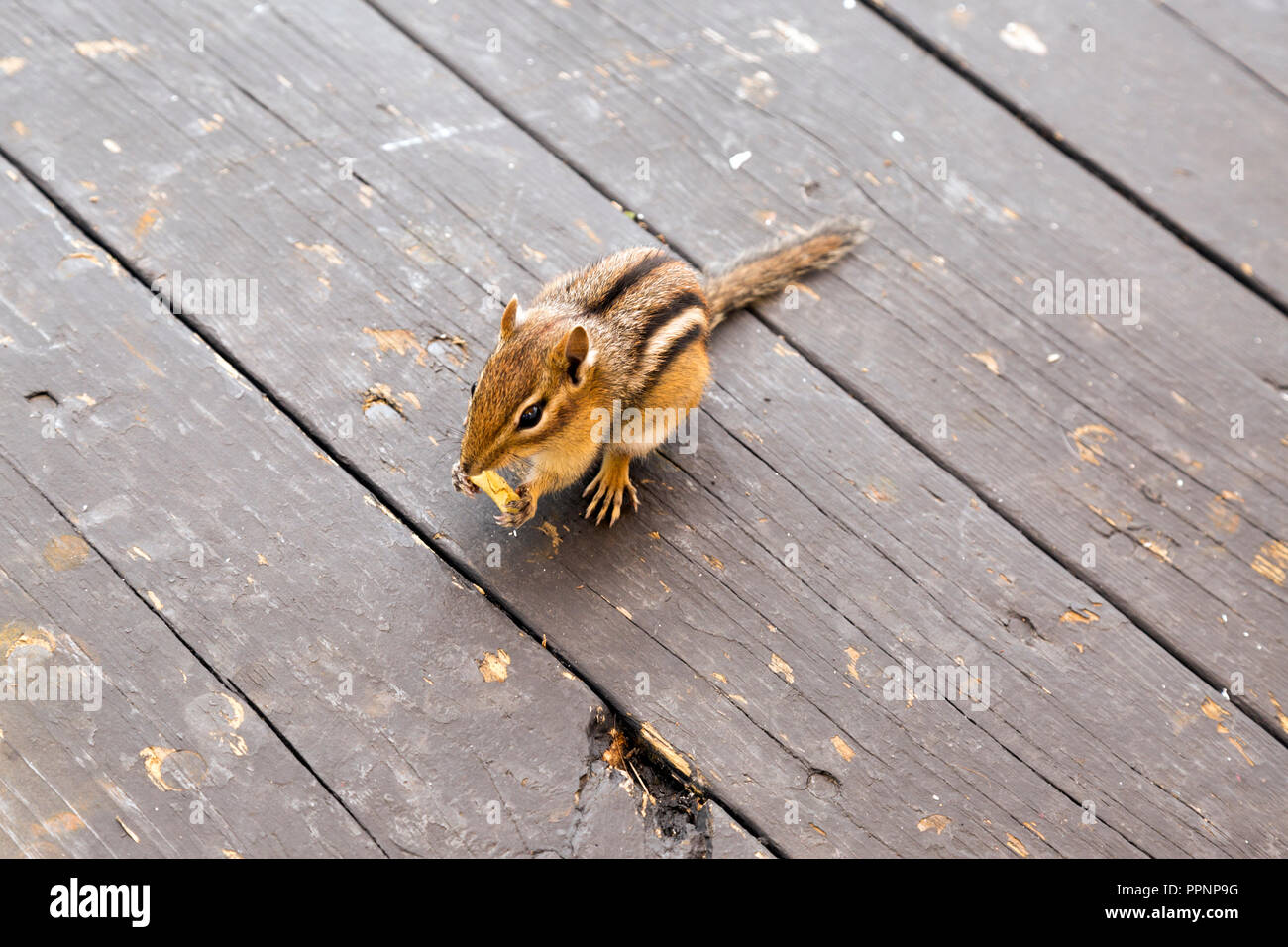 Le tamia mineur de manger une pomme de terre sur une puce pont usé, situé sur l'île Mackinac. Banque D'Images