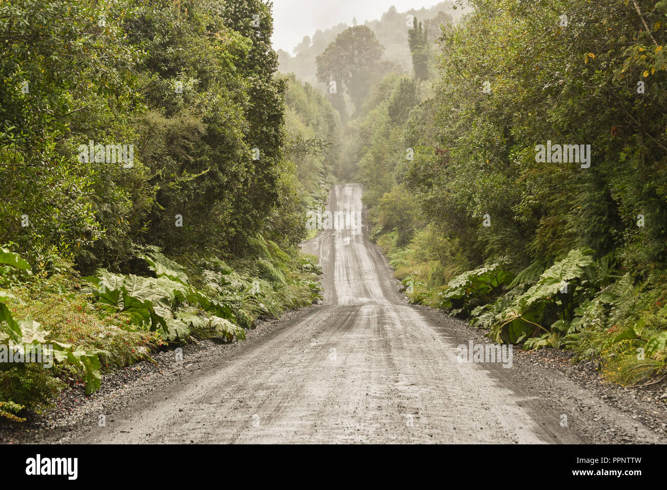 Revêtement en tôle ondulée de Carretera Austral en forêt tropicale, Parc Pumalín, près de Chaitén, Región de Los Lagos, Chile Banque D'Images