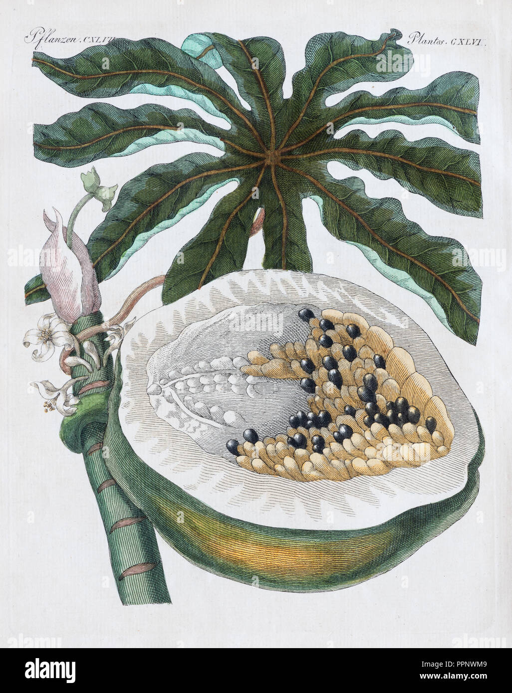 La papaye de papayer (Carica papaya), à la main, gravure sur cuivre de Friedrich Justin Bertuch livre d'images pour enfants Banque D'Images