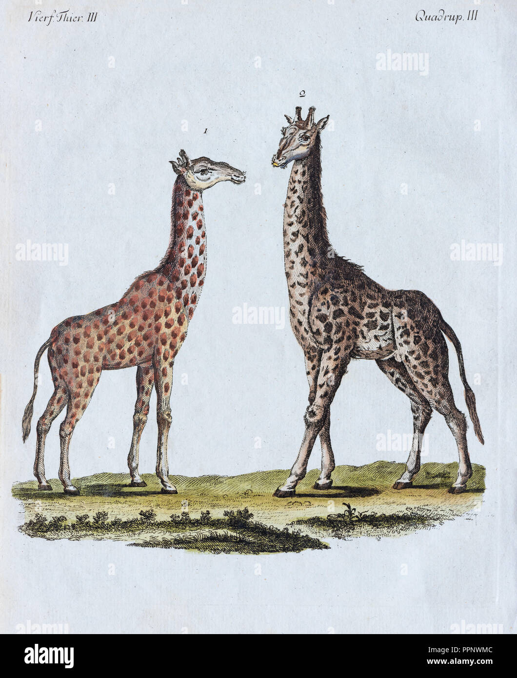 Les Girafes (Giraffa camelopardalis), à la main, gravure sur cuivre de Friedrich Justin Bertuch livre d'images pour enfants, 1801 Banque D'Images