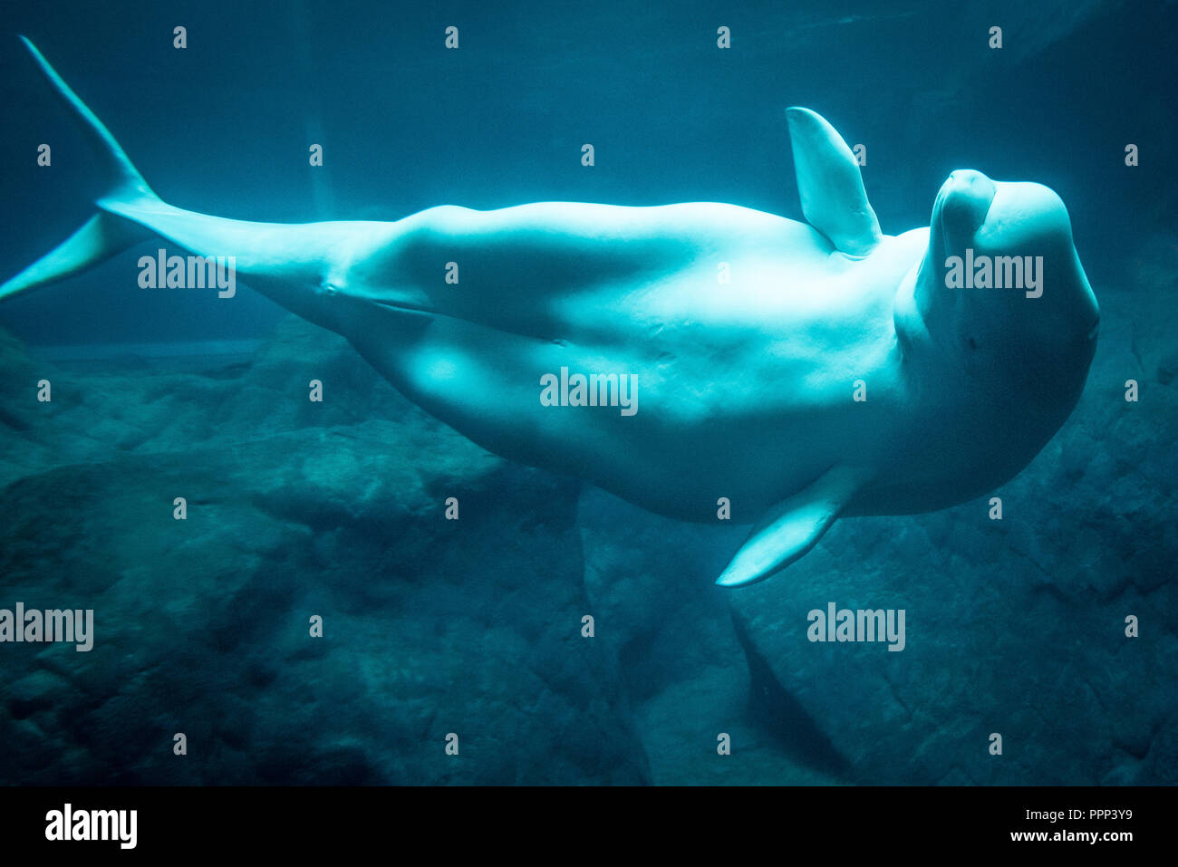 Béluga (Delphinapterus leucas), également connu sous le nom de baleine blanche, à l'Aquarium de Géorgie dans le centre-ville d'Atlanta, Géorgie. (USA) Banque D'Images