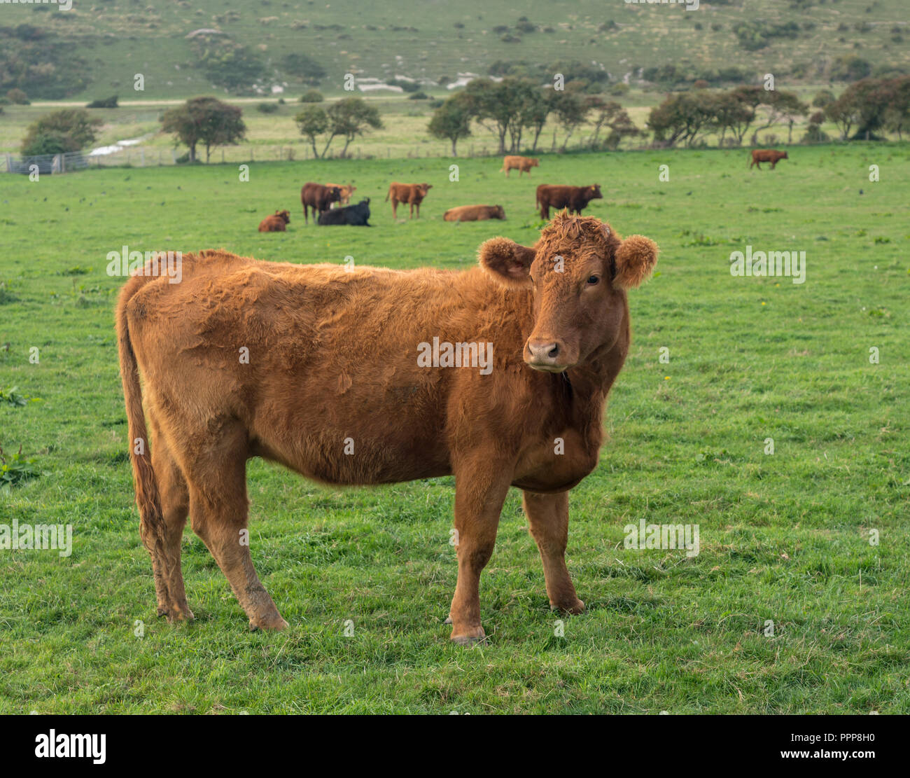 Brown cow looking at camera en anglais domaine Banque D'Images