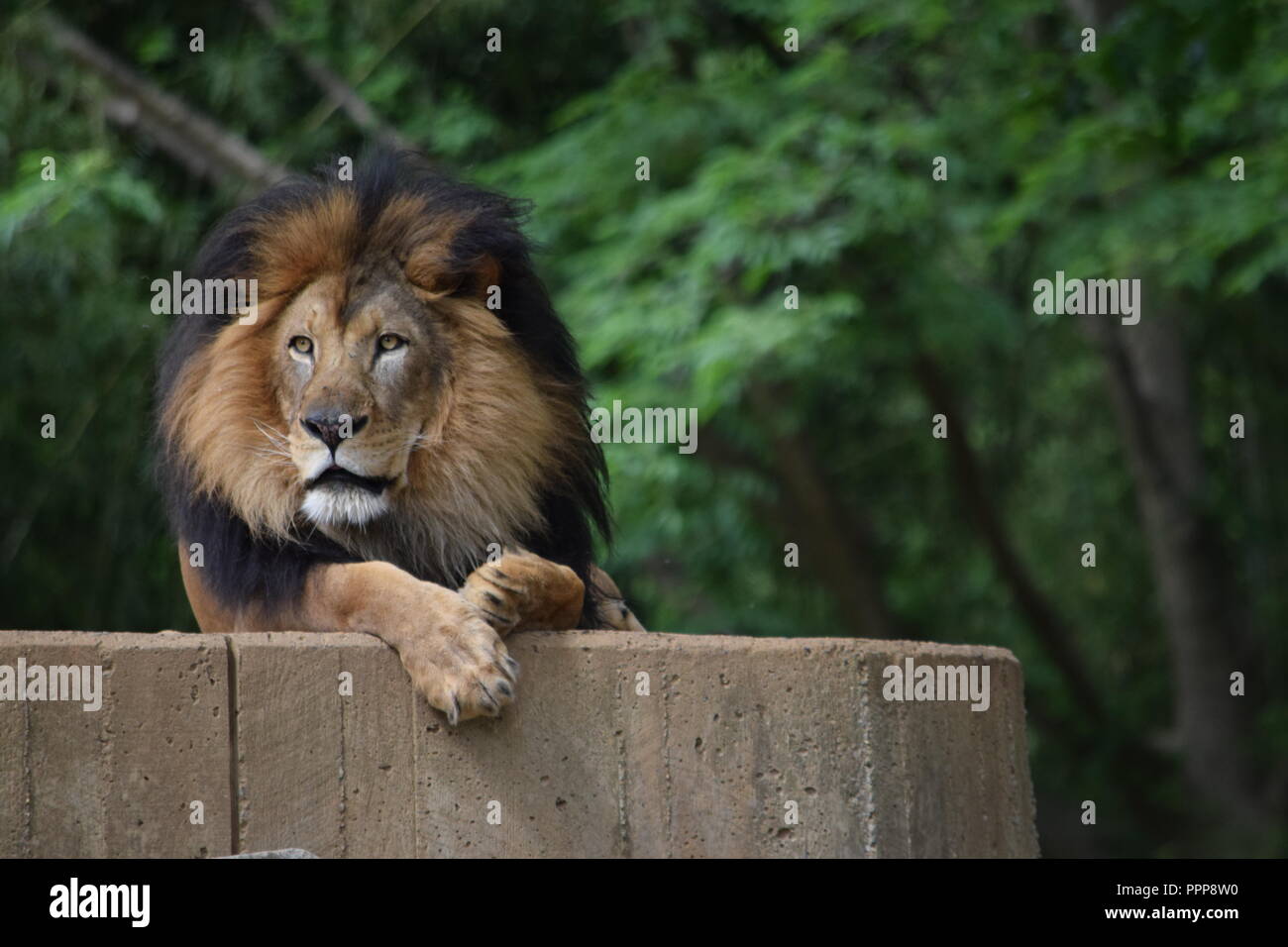 Lion masculin regardant vers la gauche Banque D'Images