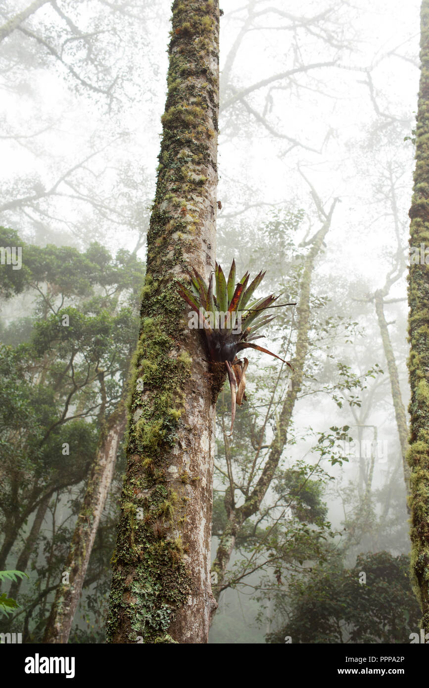 Jusqu'à dans la forêt de nuage Misty Mountain de la vallée de Cocora en Colombie. L'environnement tropical avec des plantes épiphytes (air) growing on tree. Sep 2018 Banque D'Images Jusqu'à dans la forêt de nuage Misty Mountain de la vallée de Cocora en Colombie. L'environnement tropical avec des plantes épiphytes (air) growing on tree. Sep 2018 Banque D'Images