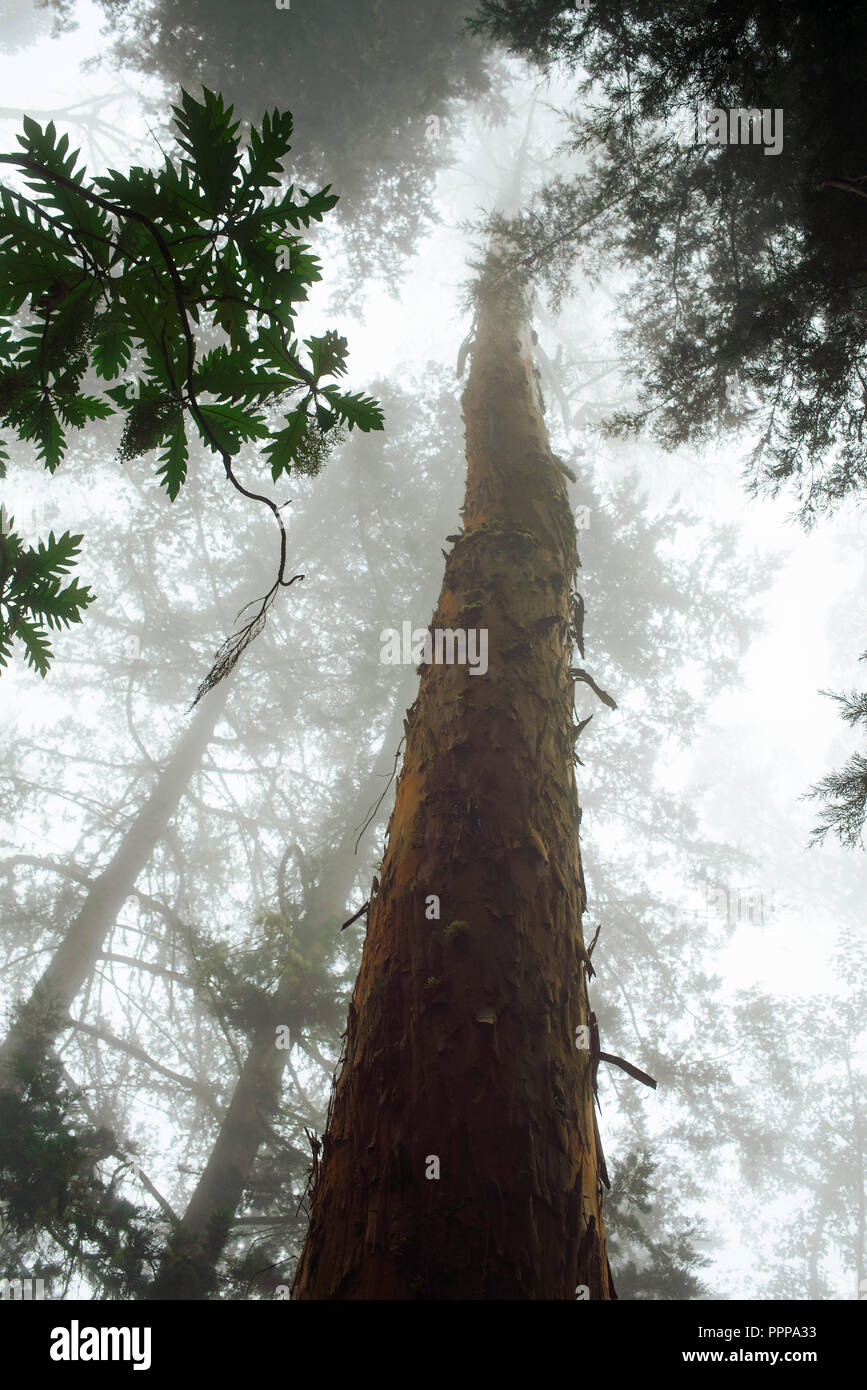Jusqu'à 62 forêt de montagne de la vallée de Cocora en Colombie. L'environnement tropical avec tronc d'arbre et de feuilles. Sep 2018 Banque D'Images Jusqu'à 62 forêt de montagne de la vallée de Cocora en Colombie. L'environnement tropical avec tronc d'arbre et de feuilles. Sep 2018 Banque D'Images
