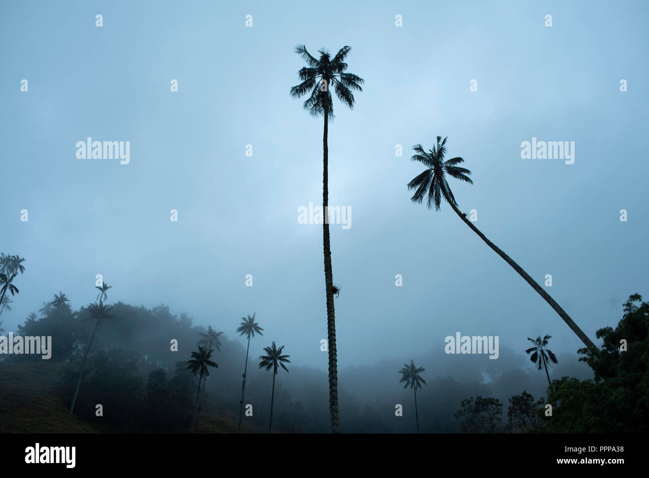 Le surréel, ciel voilé, paysage de la vallée de Cocora (Valle de cocora) pendant le crépuscule, avec des collines et palmiers. cire Quindío Près de Salento, en Colombie. Sep 2018 Banque D'Images