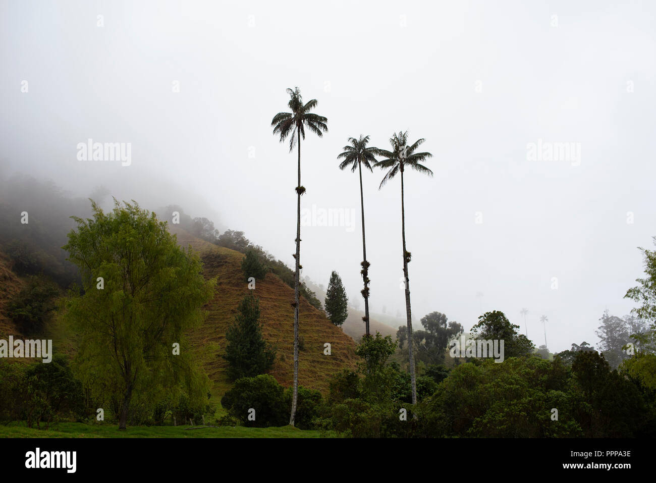 Le paysage brumeux de Cocora Valley (Valle de Cocora) avec des palmiers de cire Quindío. Près de Salento, en Colombie. Sep 2018 Banque D'Images