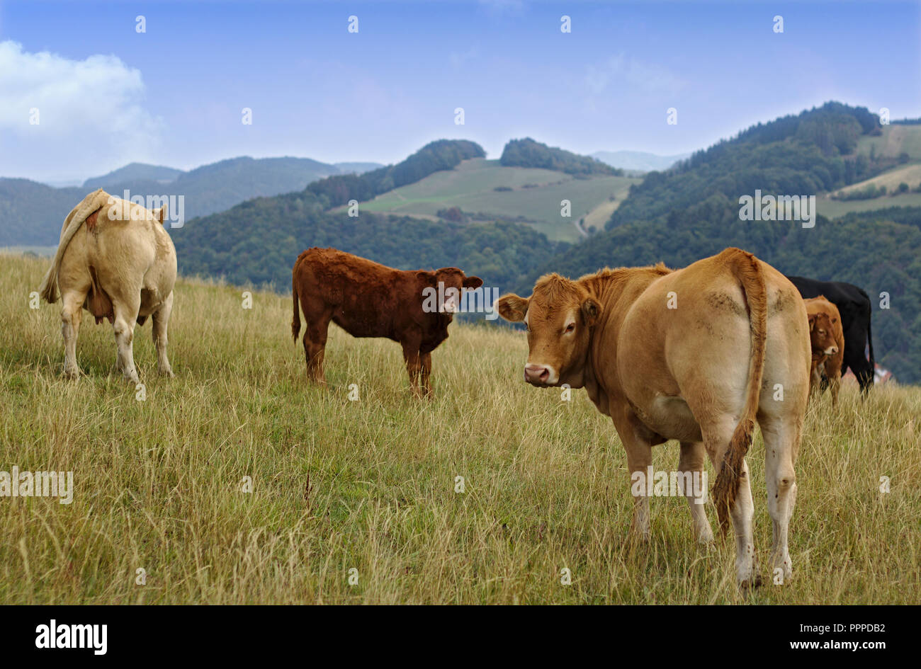 Winterberg, Allemagne - les vaches debout dans un pâturage herbeux regardant la caméra avec des collines boisées à l'arrière-plan Banque D'Images