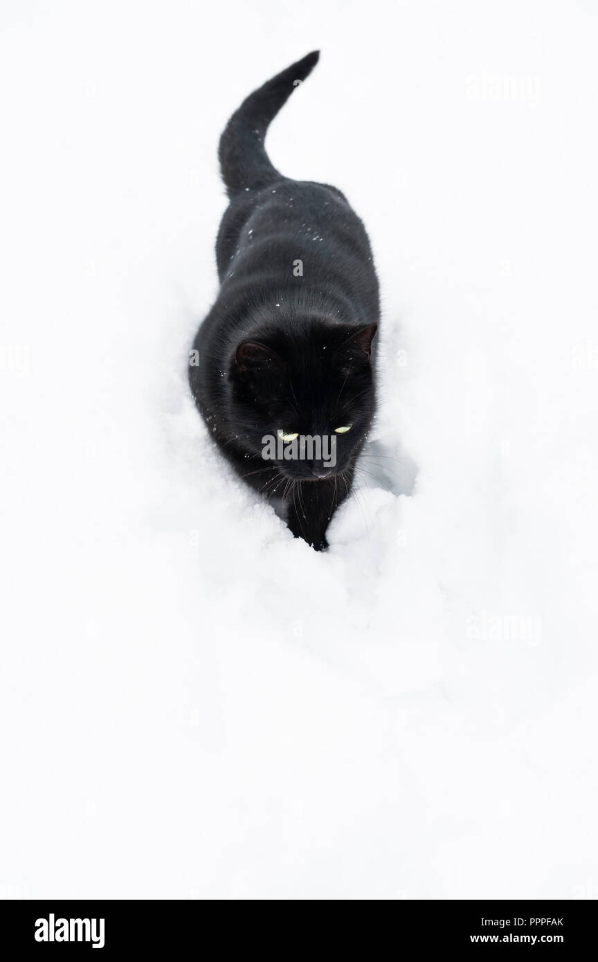 Un chat noir marchant dans la neige profonde, hiver, Royaume-Uni Banque D'Images
