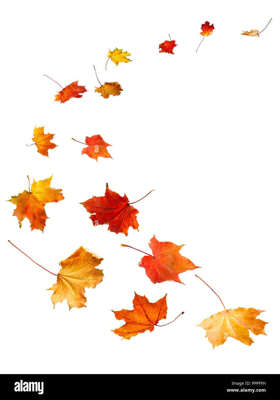 L'automne les feuilles d'érable tomber au sol, sur fond blanc. Banque D'Images
