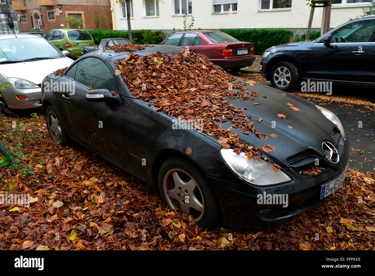 Feuillage de l'automne sur location Banque D'Images