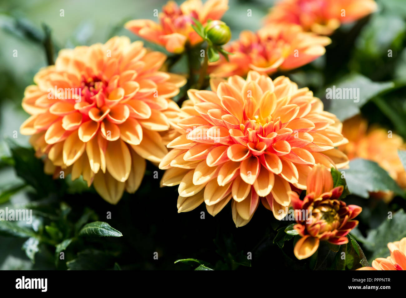 Photo de gros plan de couleur orange vif Dahlia fleurs avec pétales vives dans la lumière du soleil Banque D'Images