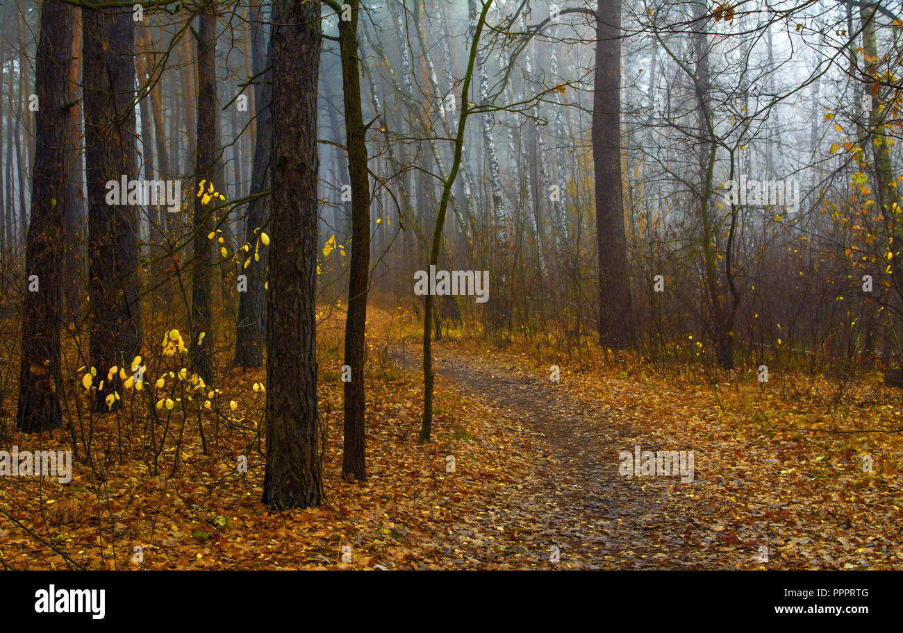 Promenade dans la forêt d'automne. l'automne couleurs d'automne.. l'humeur mélancolique. Banque D'Images