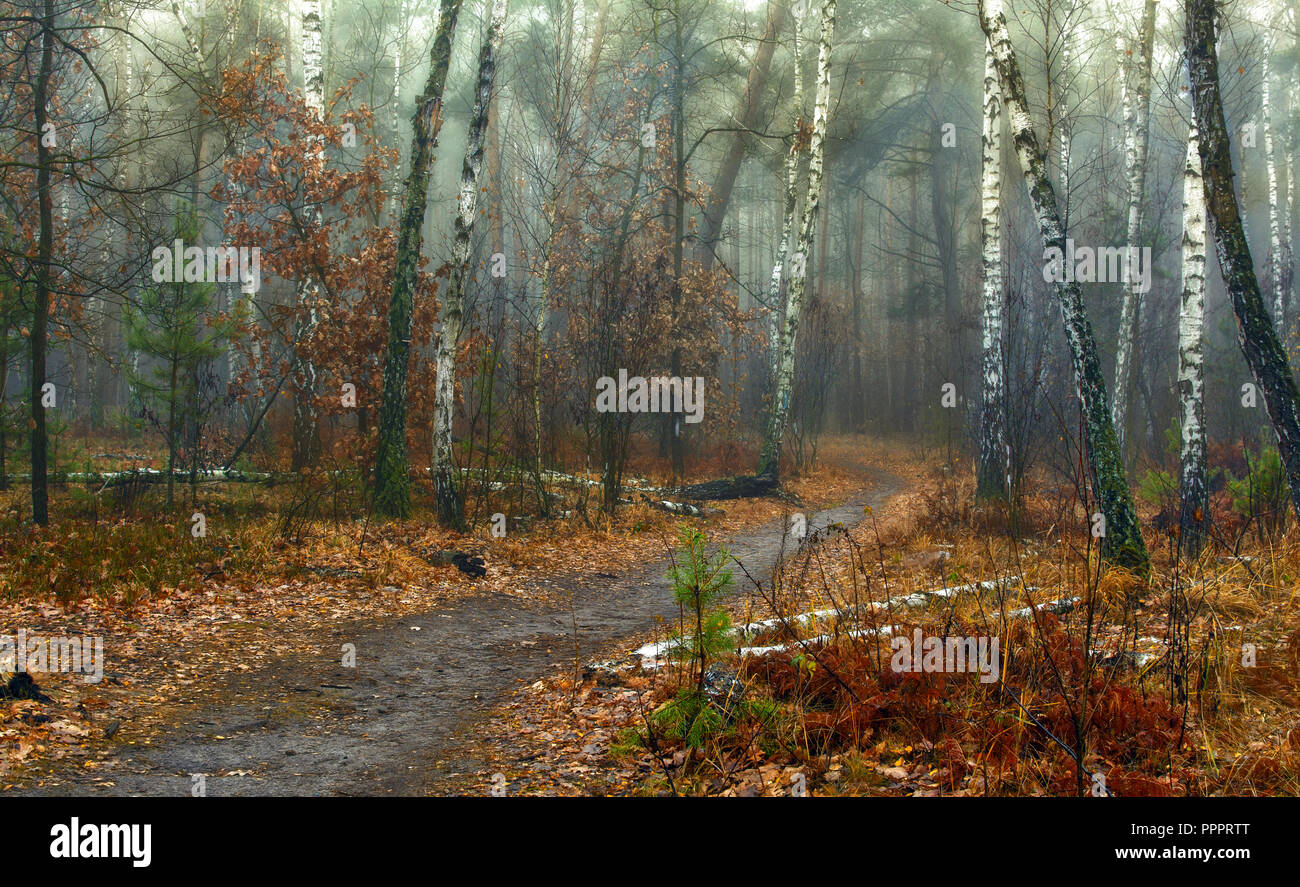 Promenade dans la forêt d'automne. l'automne couleurs d'automne.. l'humeur mélancolique. Banque D'Images