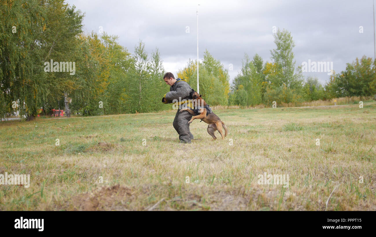 Morsures De Chien Banque d'image et photos Alamy