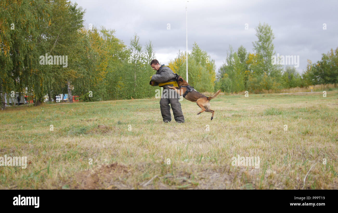 Une Morsure De Chien Berger Allemand Formé Dans Un Bras De L