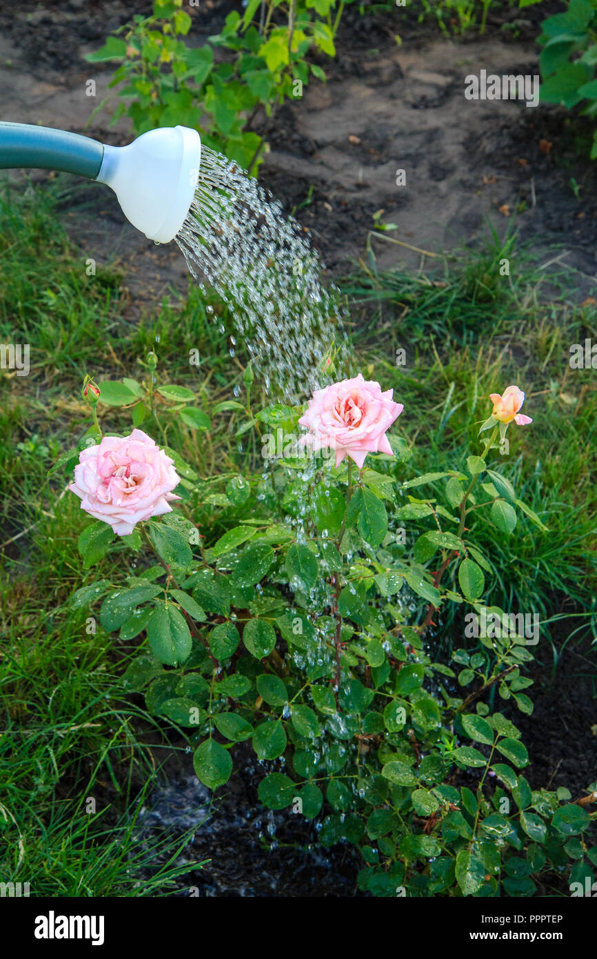 Bush de roses sont arrosées avec l'eau d'un arrosoir en plastique Banque D'Images