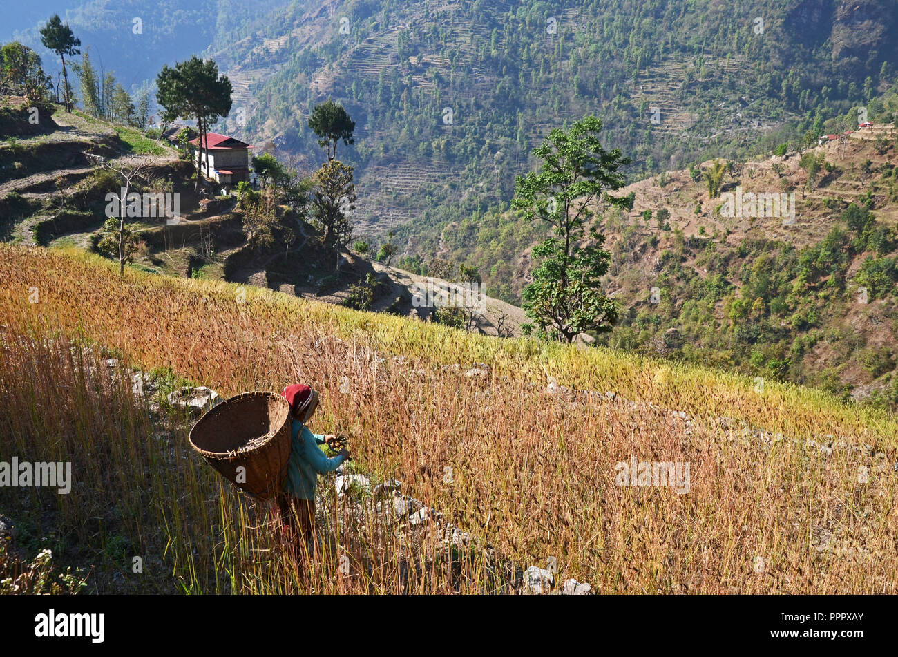 Les récoltes du blé d'une femme avec une petite faux, près de Rumpur village, Solukhumbu, Népal Banque D'Images