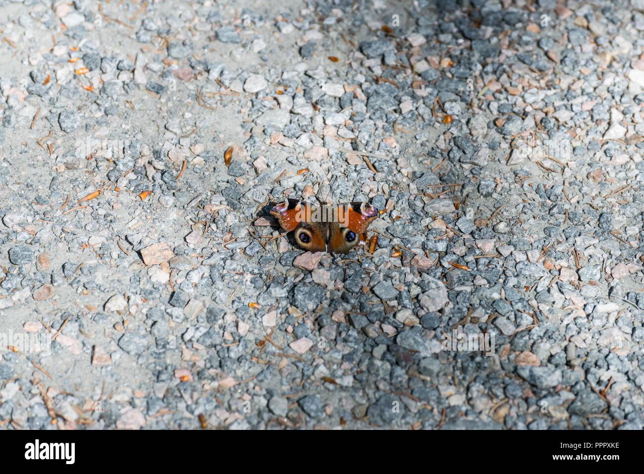 L'amiral rouge papillon sur un pré Banque D'Images