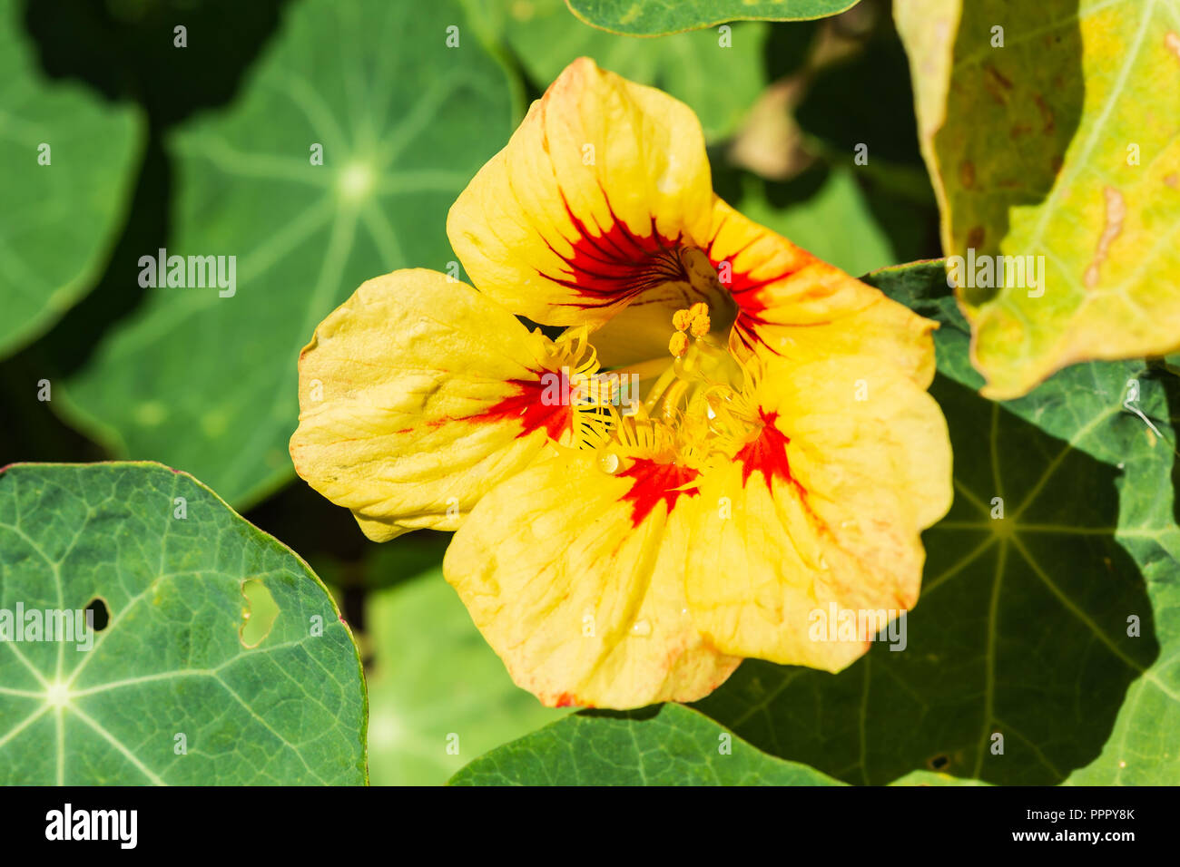 Une fleur de capucine rouge et jaune jouissant de la Sunrise Photo Stock -  Alamy