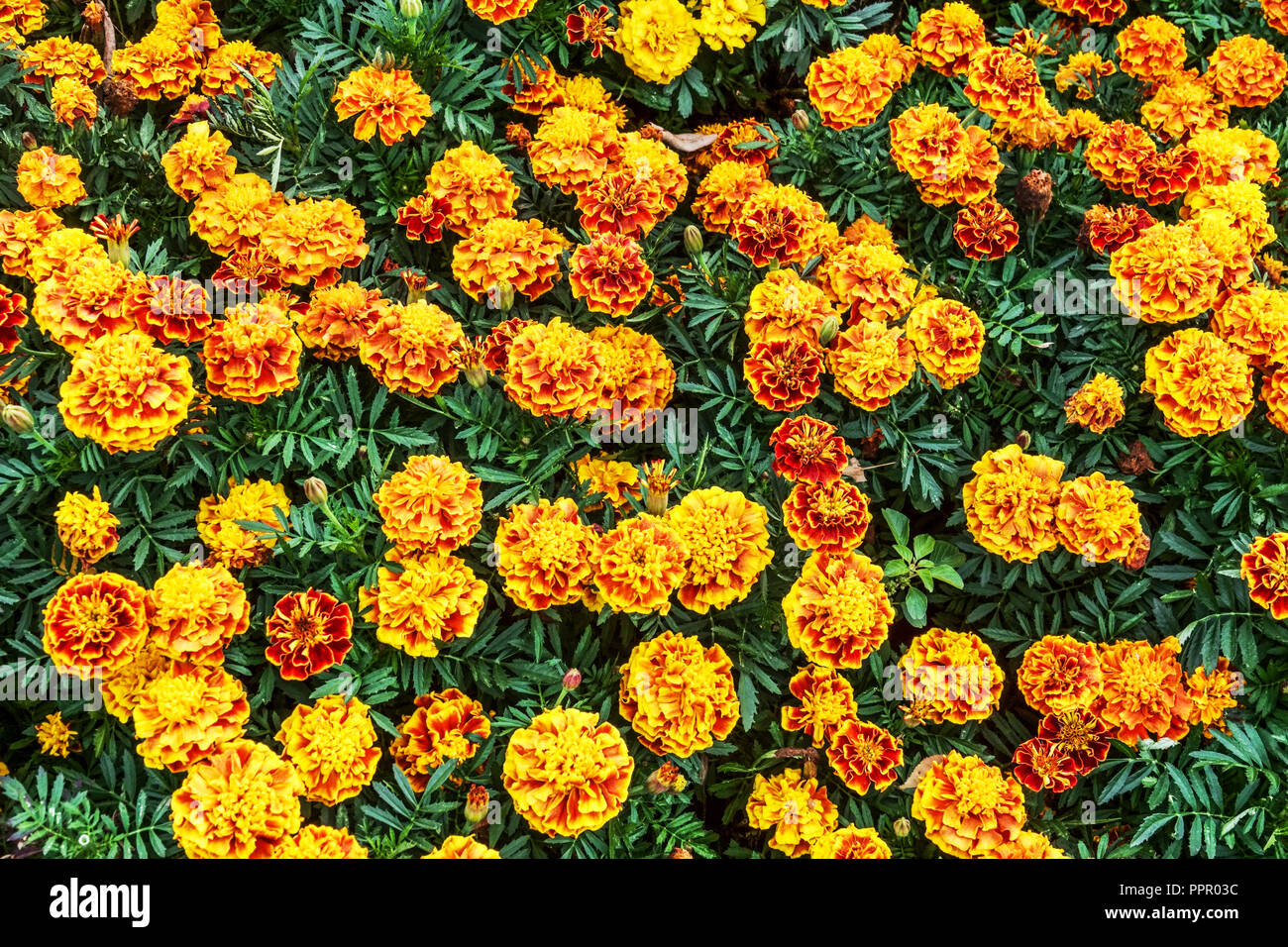 Oeillet d'Inde Tagetes patula Bonanza, 'Bee' Banque D'Images