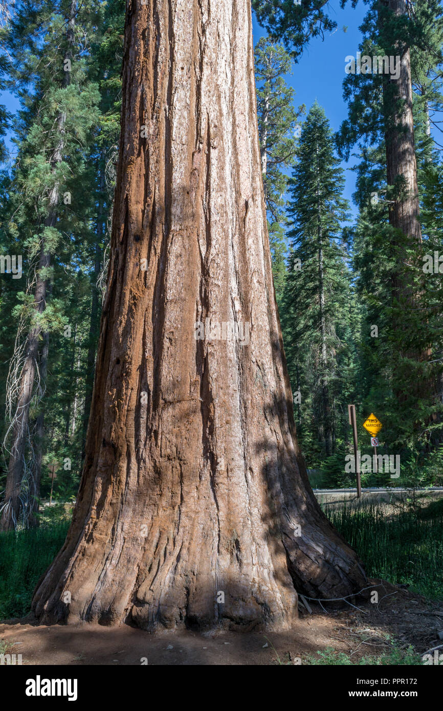 Mariposa Grove à Yosemite National Park contient plus de 100 Séquoias Géants mature Banque D'Images